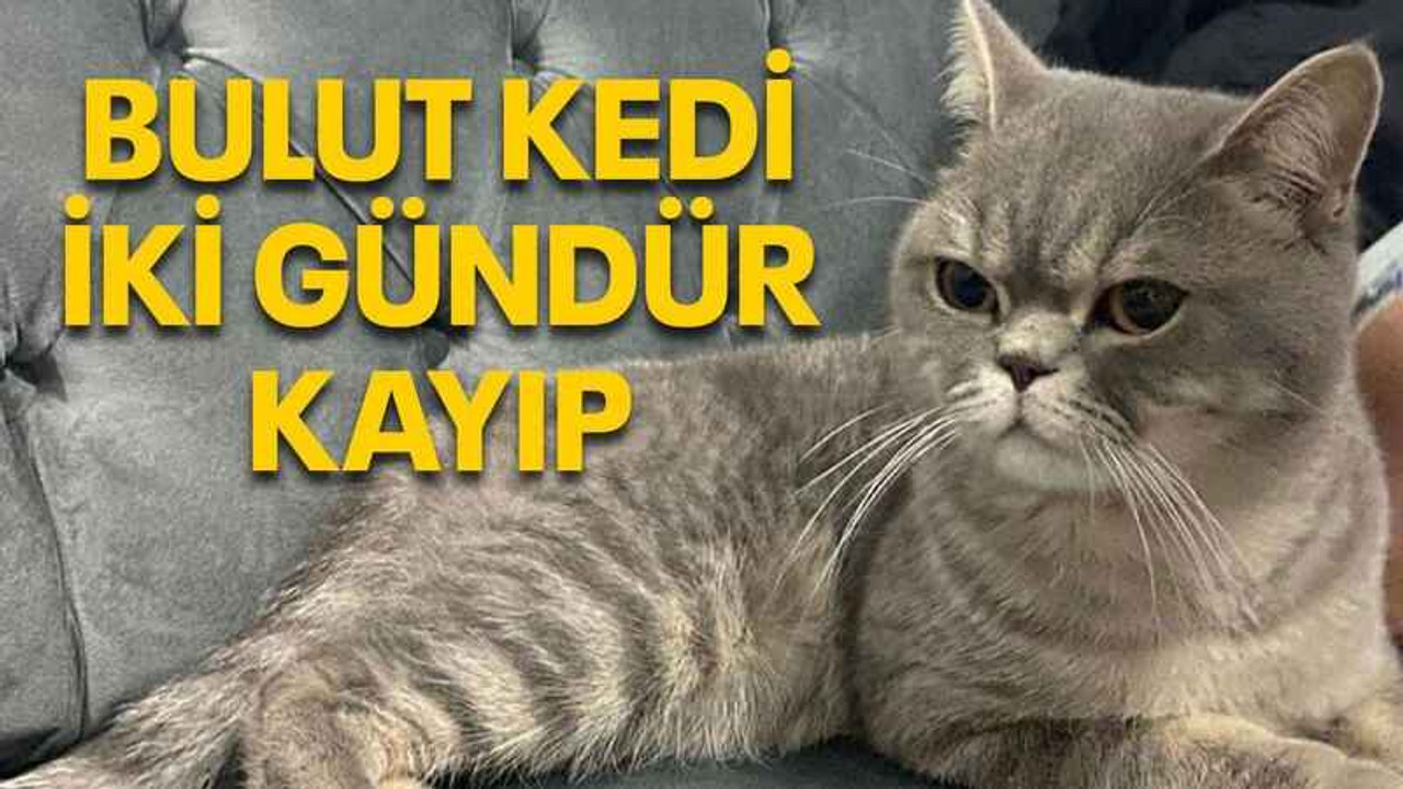 Bulut kedi iki gündür kayıp